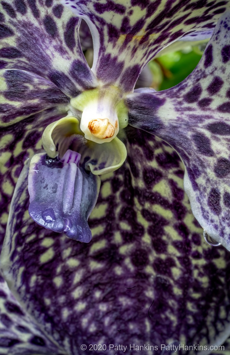 Vanda Orchid © 2020 Patty Hankins