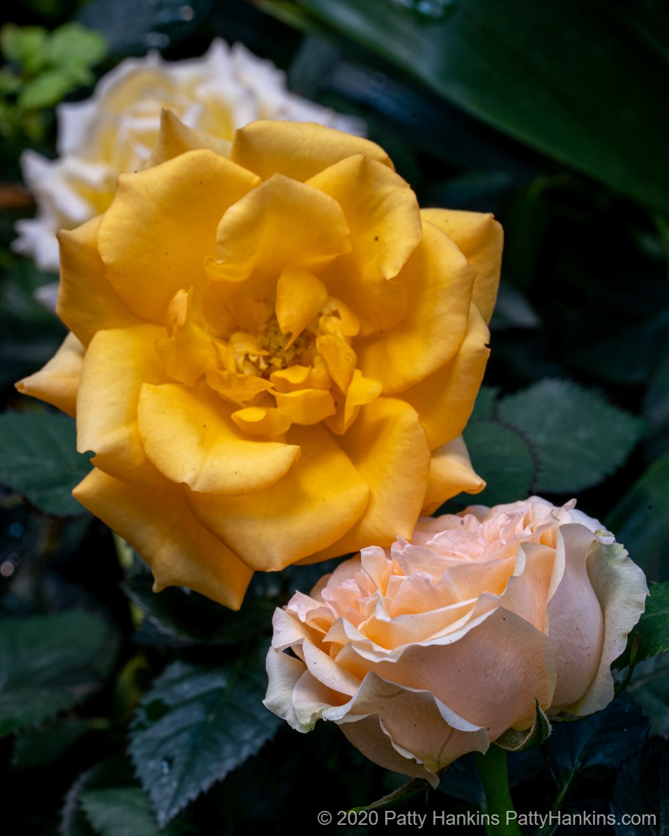 Miniature Yellow Roses © 2020 Patty Hankins