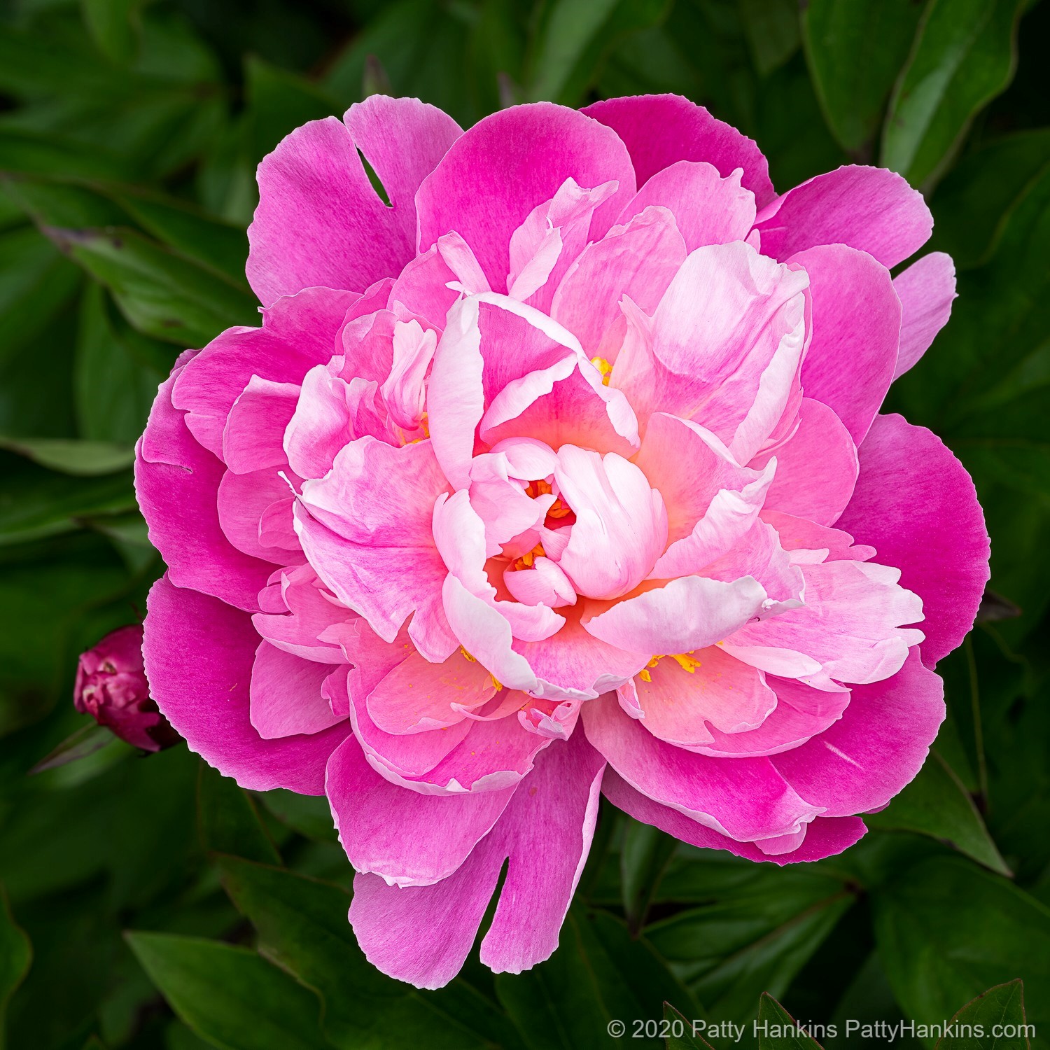 Pink Peony © 2020 Patty Hankins