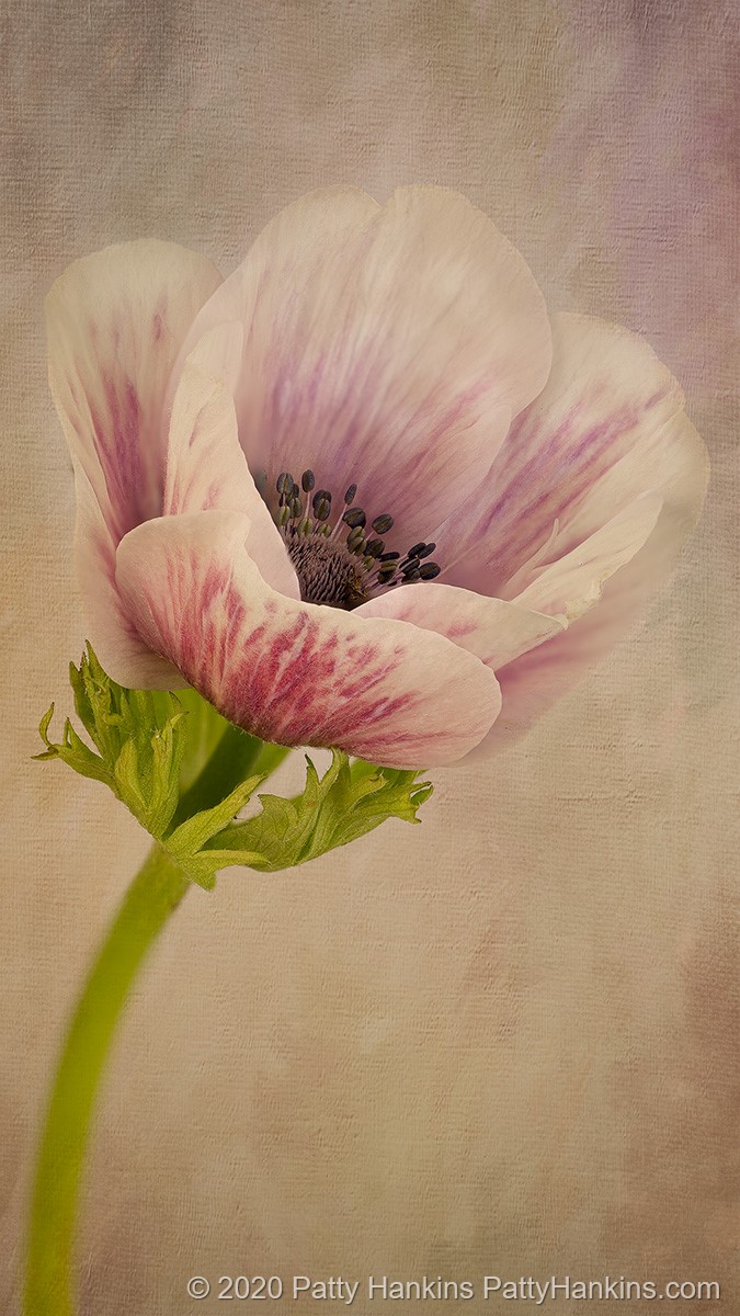 Poppy Anemone – New Photo