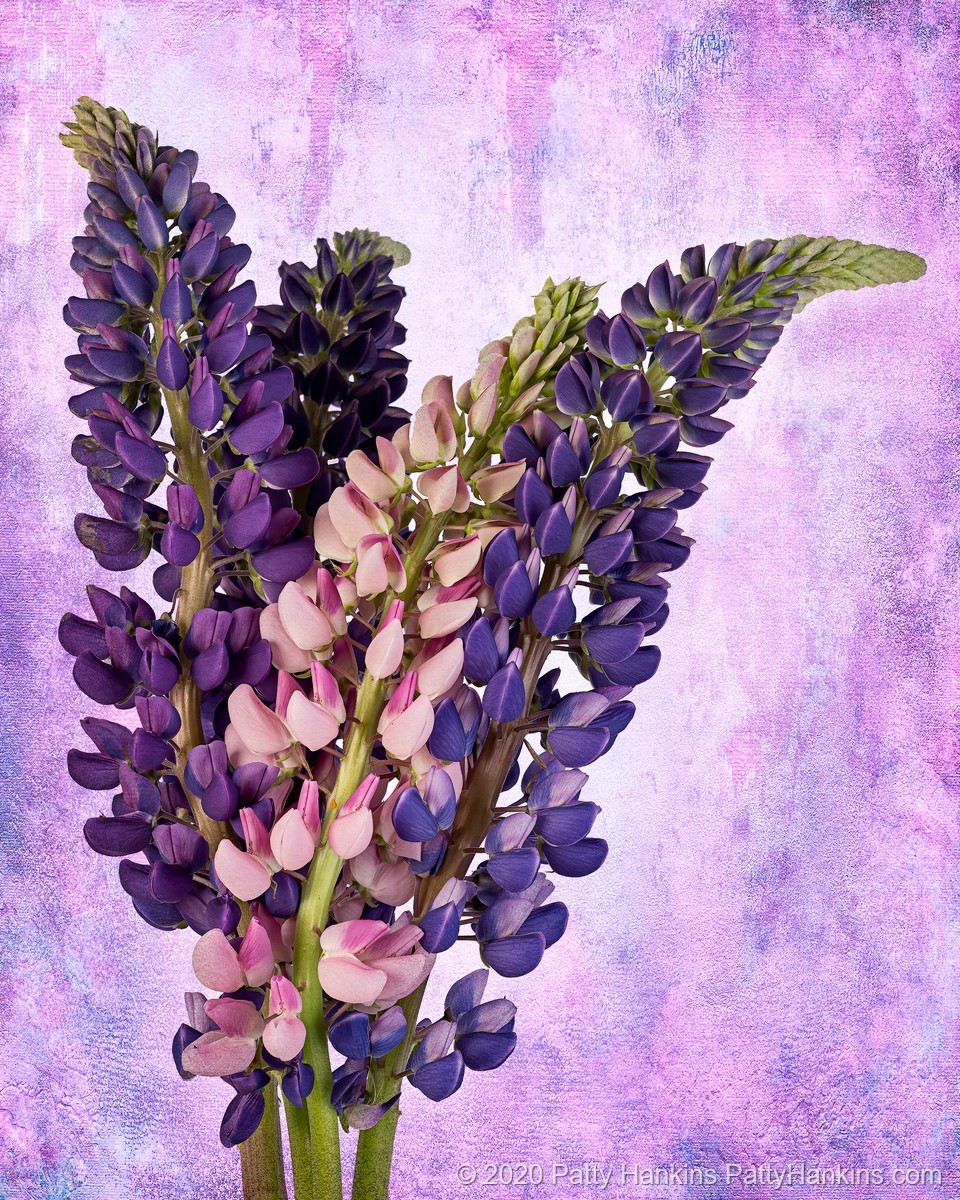 Lupines © 2020 Patty Hankins Background texture from French Kiss Collections