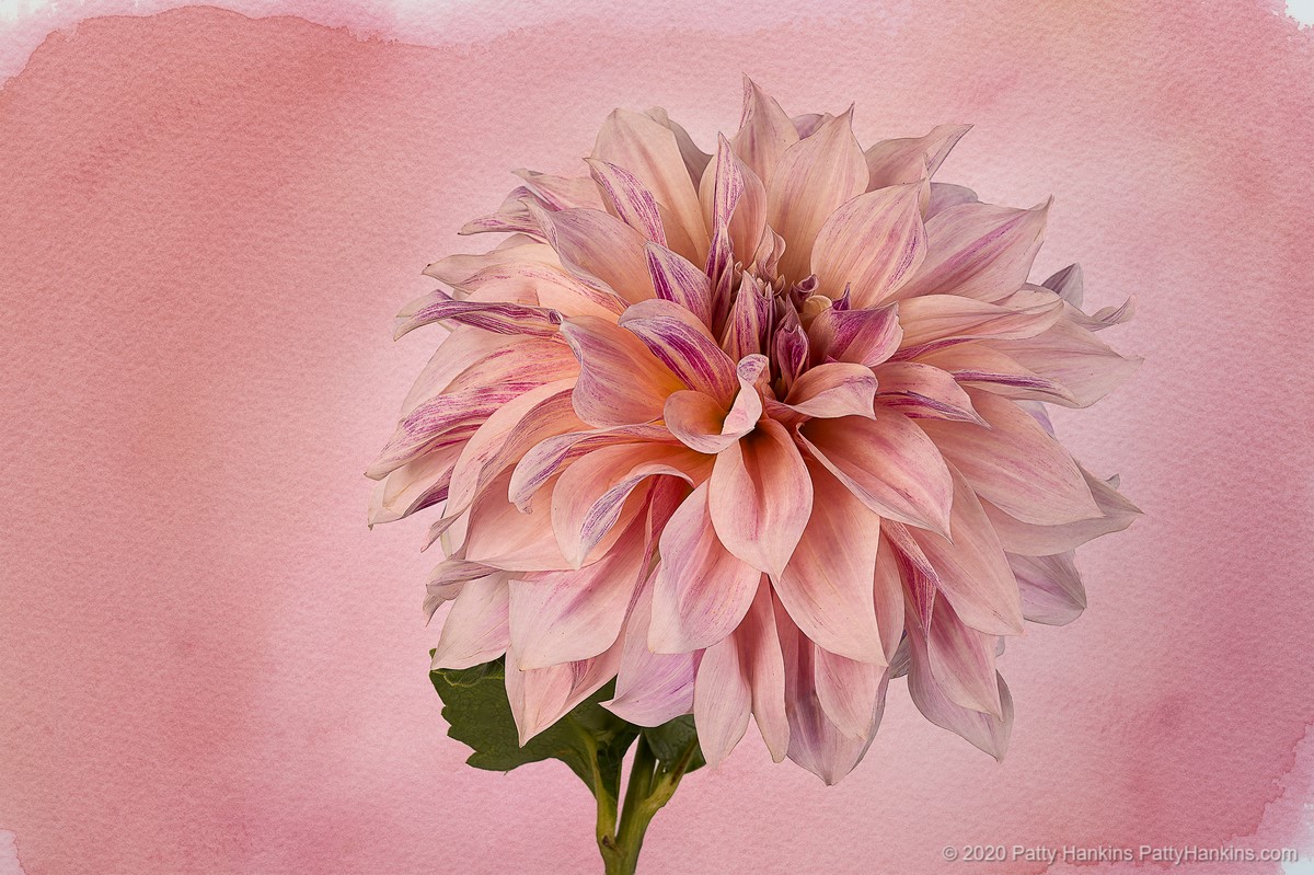 Cafe au Lait Dahlia 1 © 2020 Patty Hankins