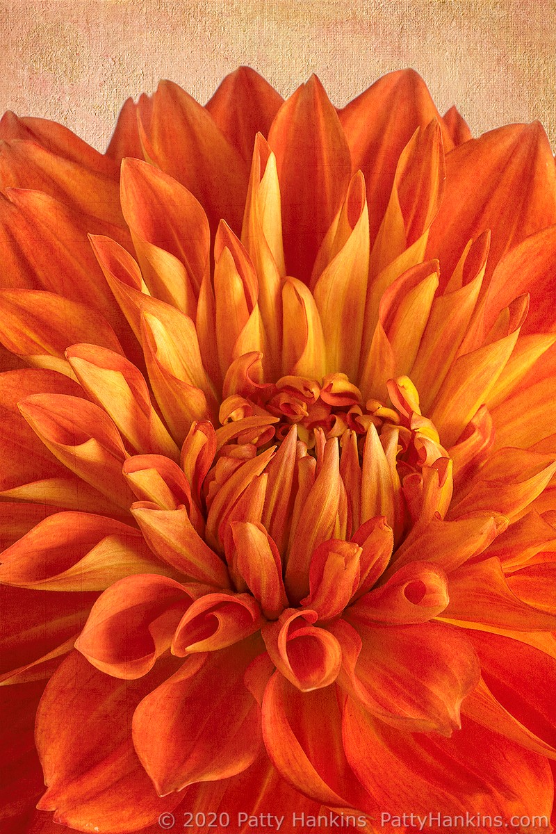 Orange & Yellow Dahlia – New Photo