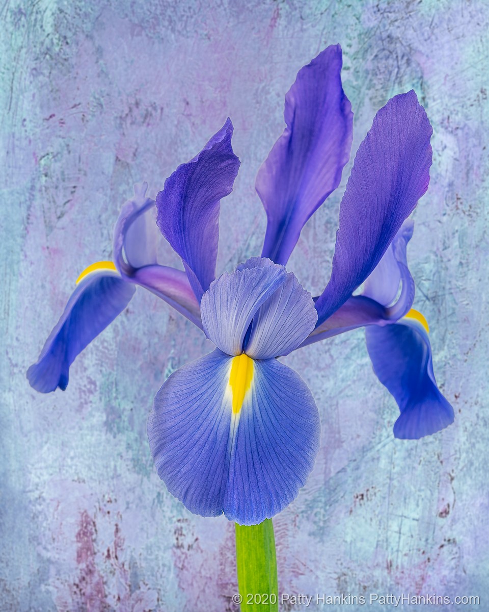 Purple Iris © 2020 Patty Hankins Background Texture from French Kiss Collections