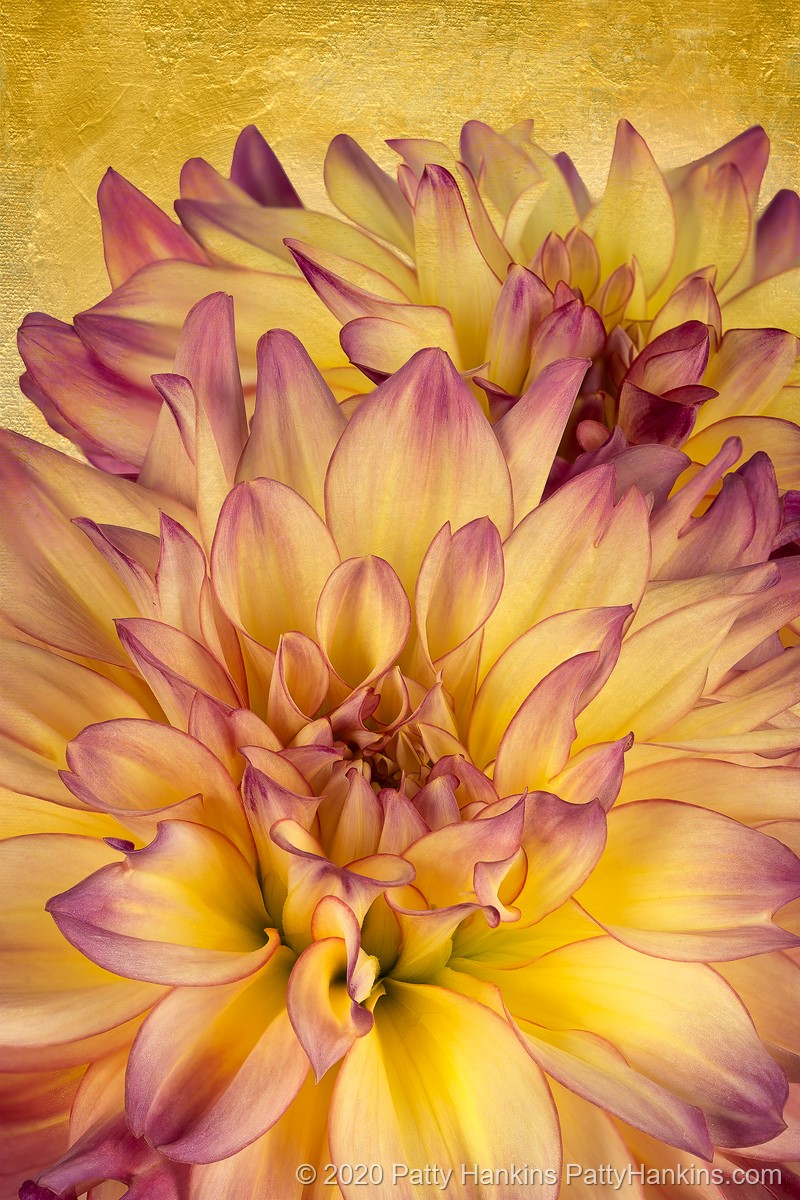 Pink & Yellow Dahlias – New Photo