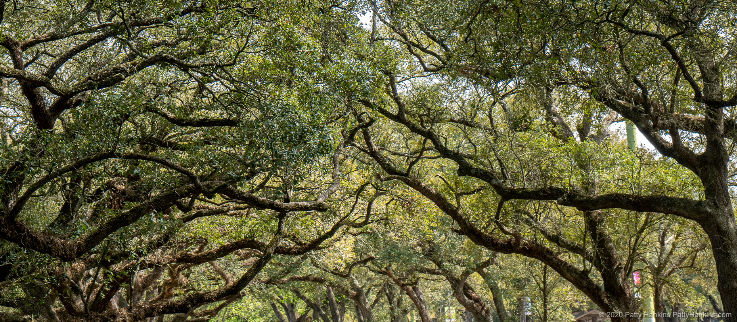Among the Live Oaks, Audubon Park, New Orleans © 2020 Patty Hankins