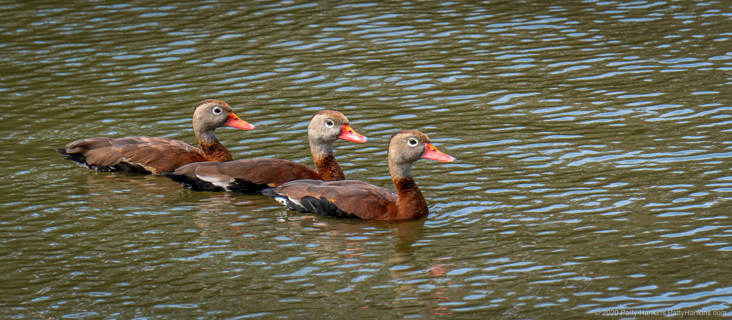 Swimming Ducks, Audubon Park, New Orleans © 2020 Patty Hankins