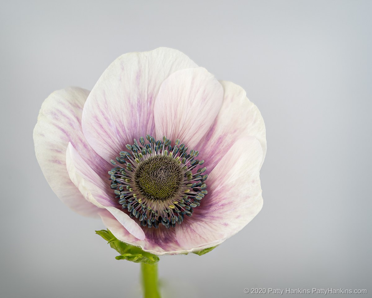 Poppy Anemone © 2020 Patty Hankins