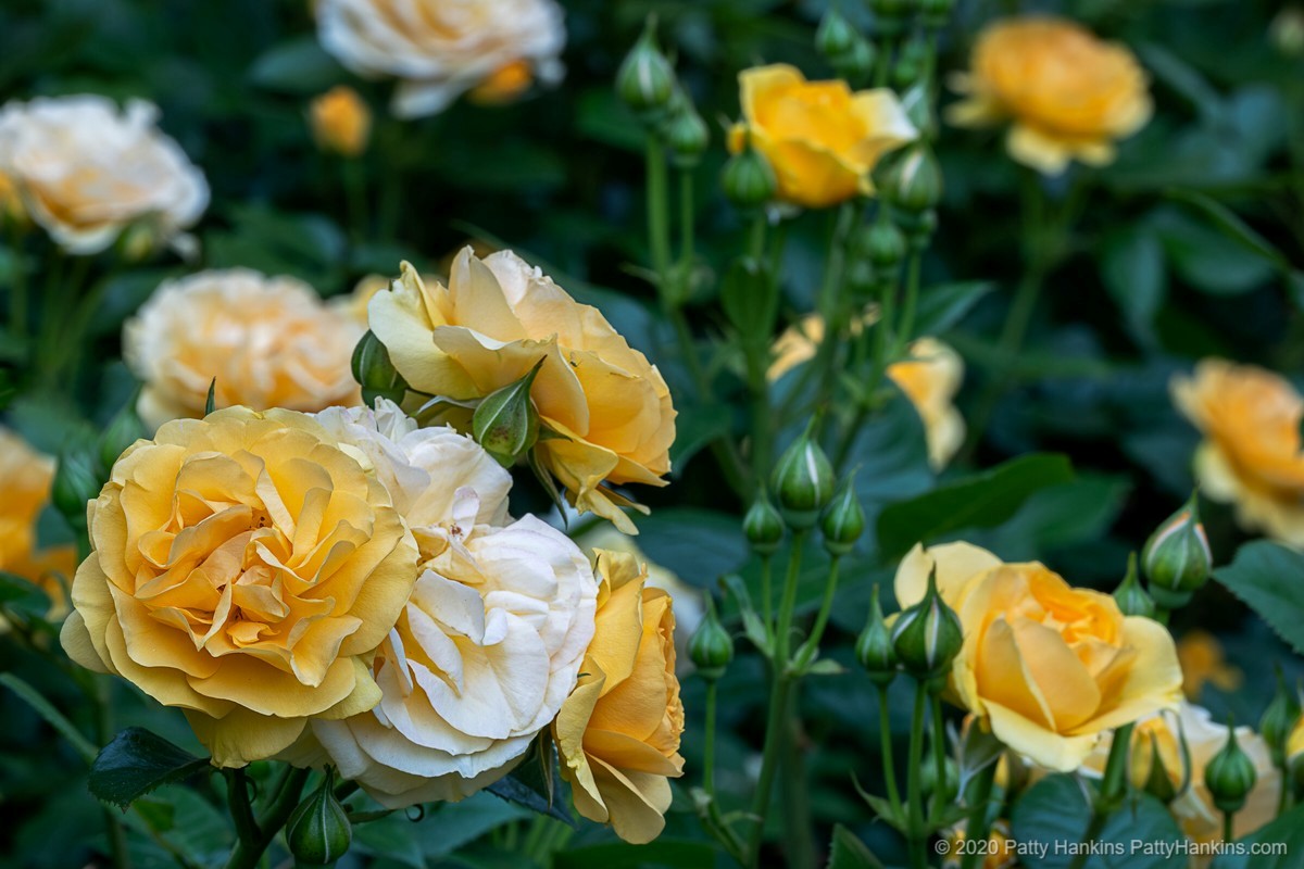 Julia Child Roses © 2020 Patty Hankins