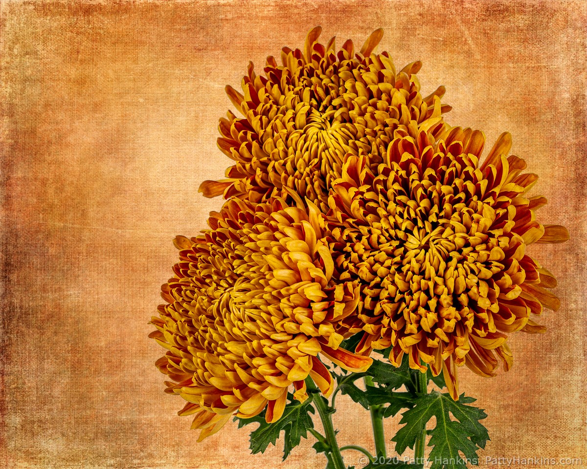 Chrysanthemums © 2020 Patty Hankins