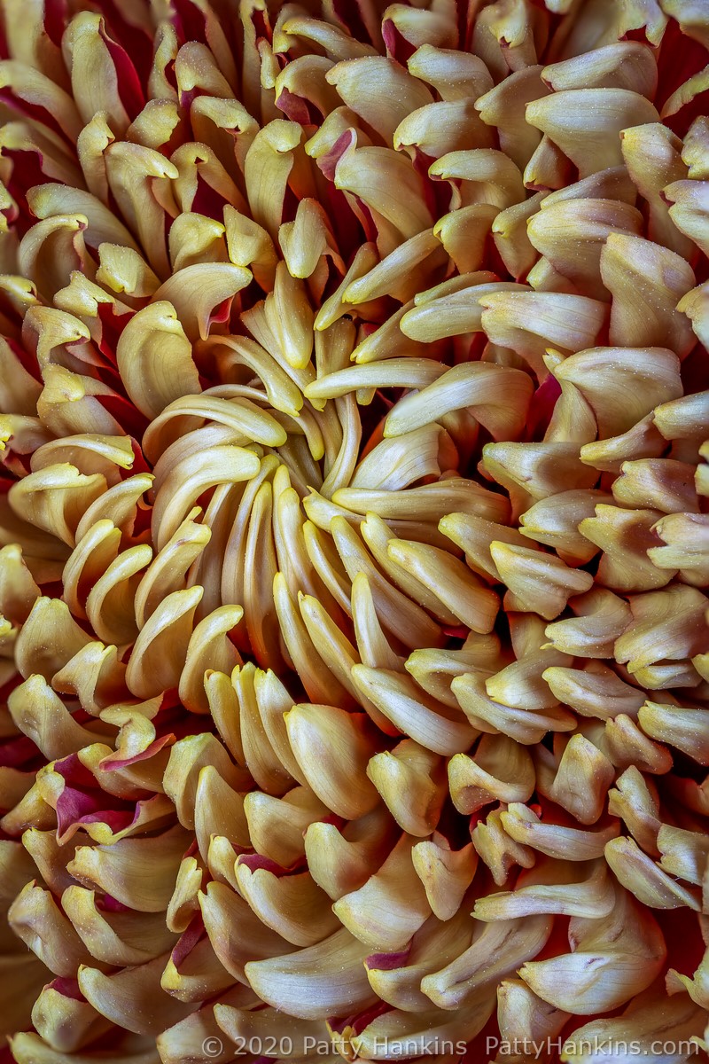 Chrysanthemum © 2020 Patty Hankins