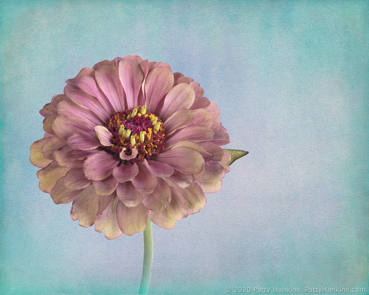 Zinnia © 2020 Patty Hankins Background textures from French Kiss Collections