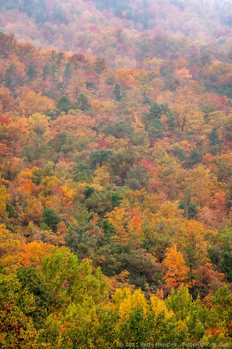 Fall Color in the Smokies © 2021 Patty Hankins