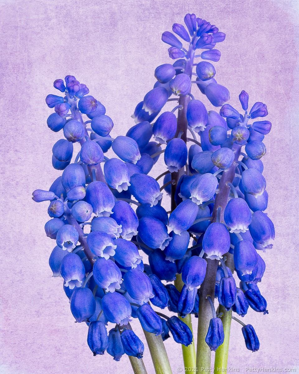 Grape Hyacinth © 2021 Patty Hankins