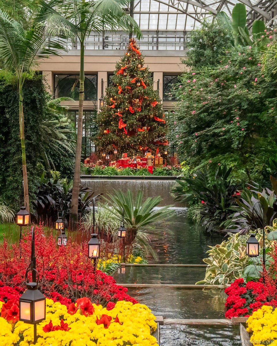 East Conservatory Tree, Longwood Gardens © 2021 Patty Hankins