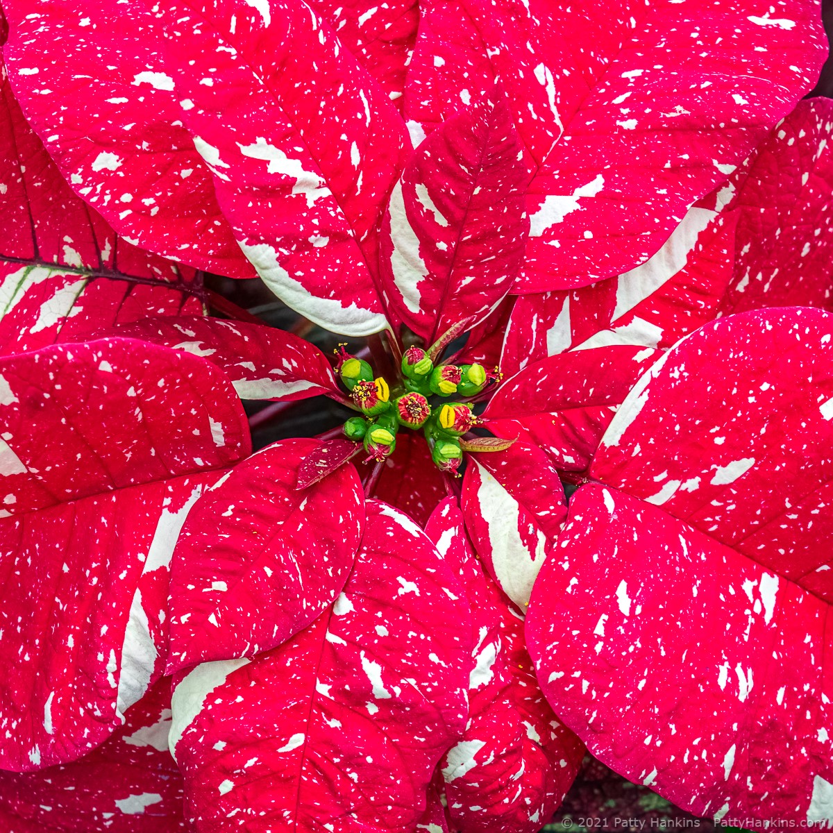 Superba New Glitter Poinsettia © 2021 Patty Hankins