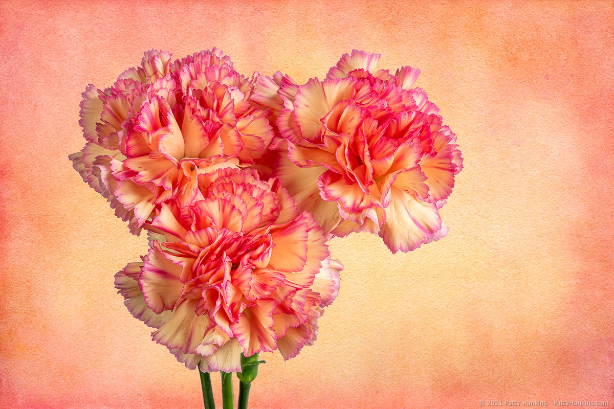 Carnations © 2021 Patty Hankins Background textures from French Kiss Collections