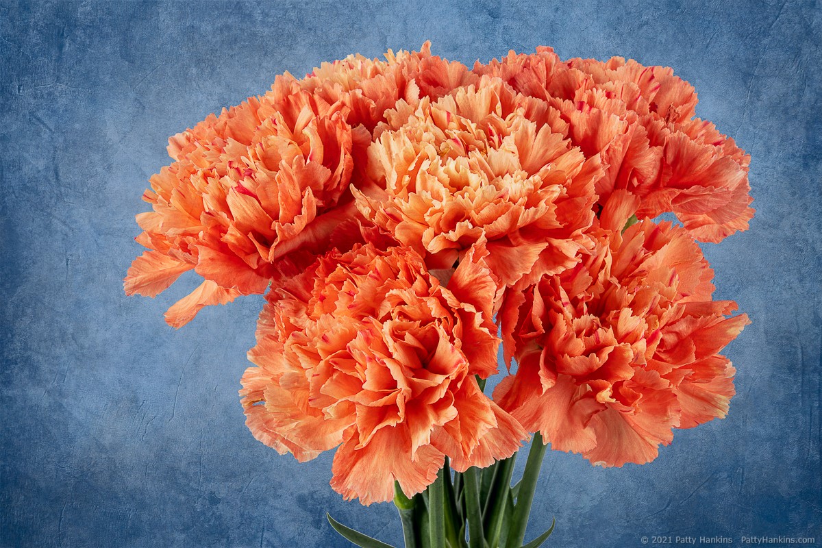 Orange Romeo Carnations © 2021 Patty Hankins