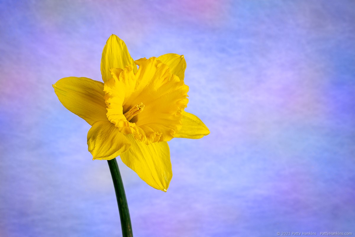 Daffodil © 2021 Patty Hankins