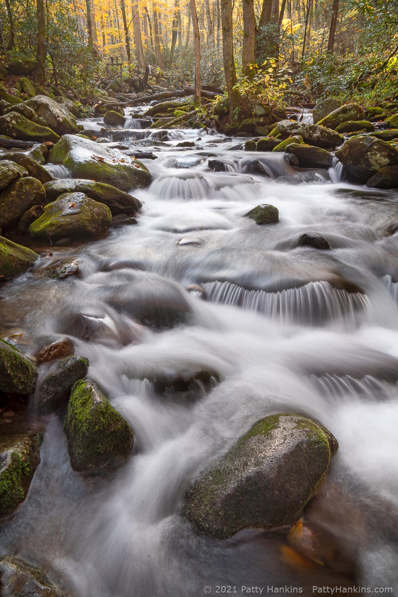 Stream, Great Smoky Mountains National Park © 2021 Patty Hankins