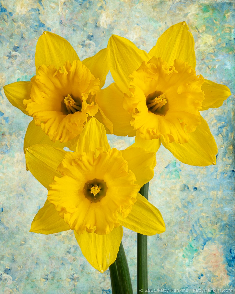 Daffodils © 2021 Patty Hankins