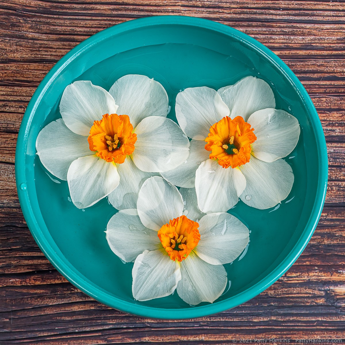 Floating Daffodils © 2021 Patty Hankins