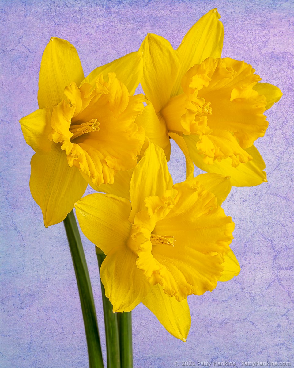 Daffodils © 2021 Patty Hankins