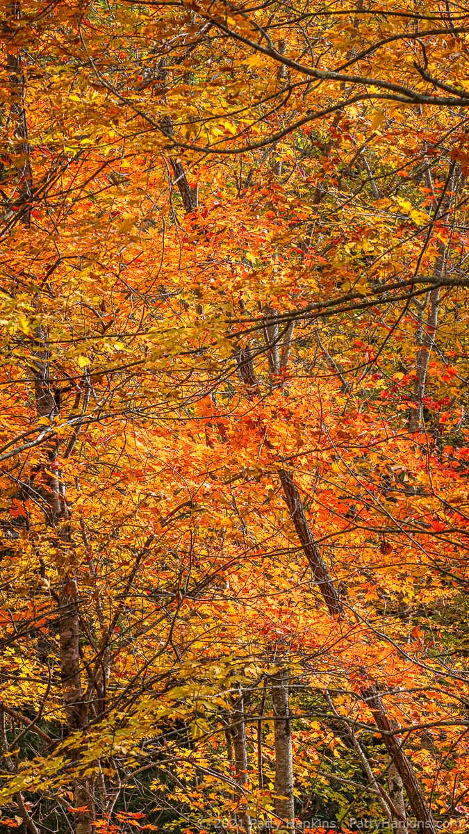 Fall Color, Great Smoky Mountains National Park © 2021 Patty Hankins