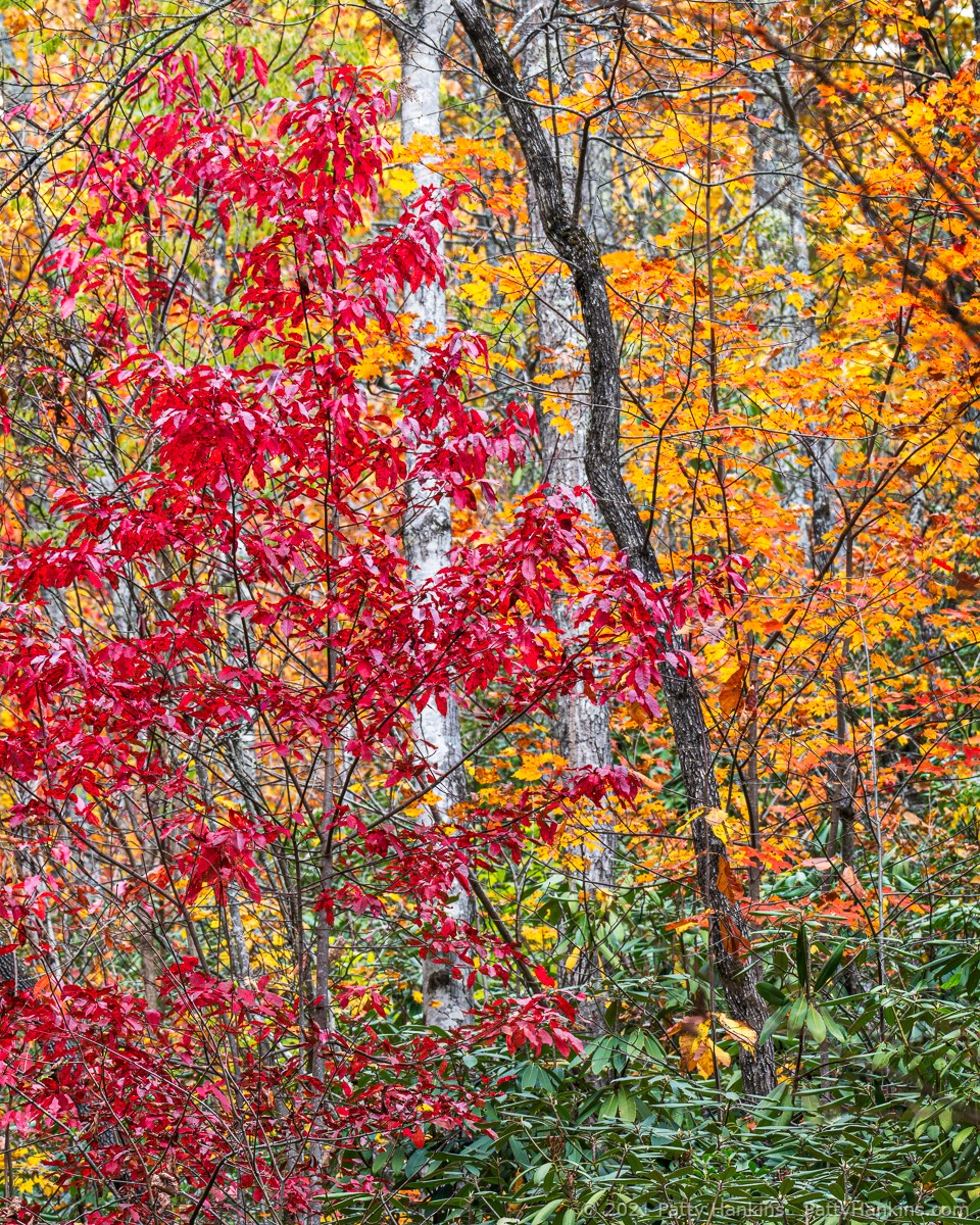 Fall Color, Great Smoky Mountains National Park © 2021 Patty Hankins