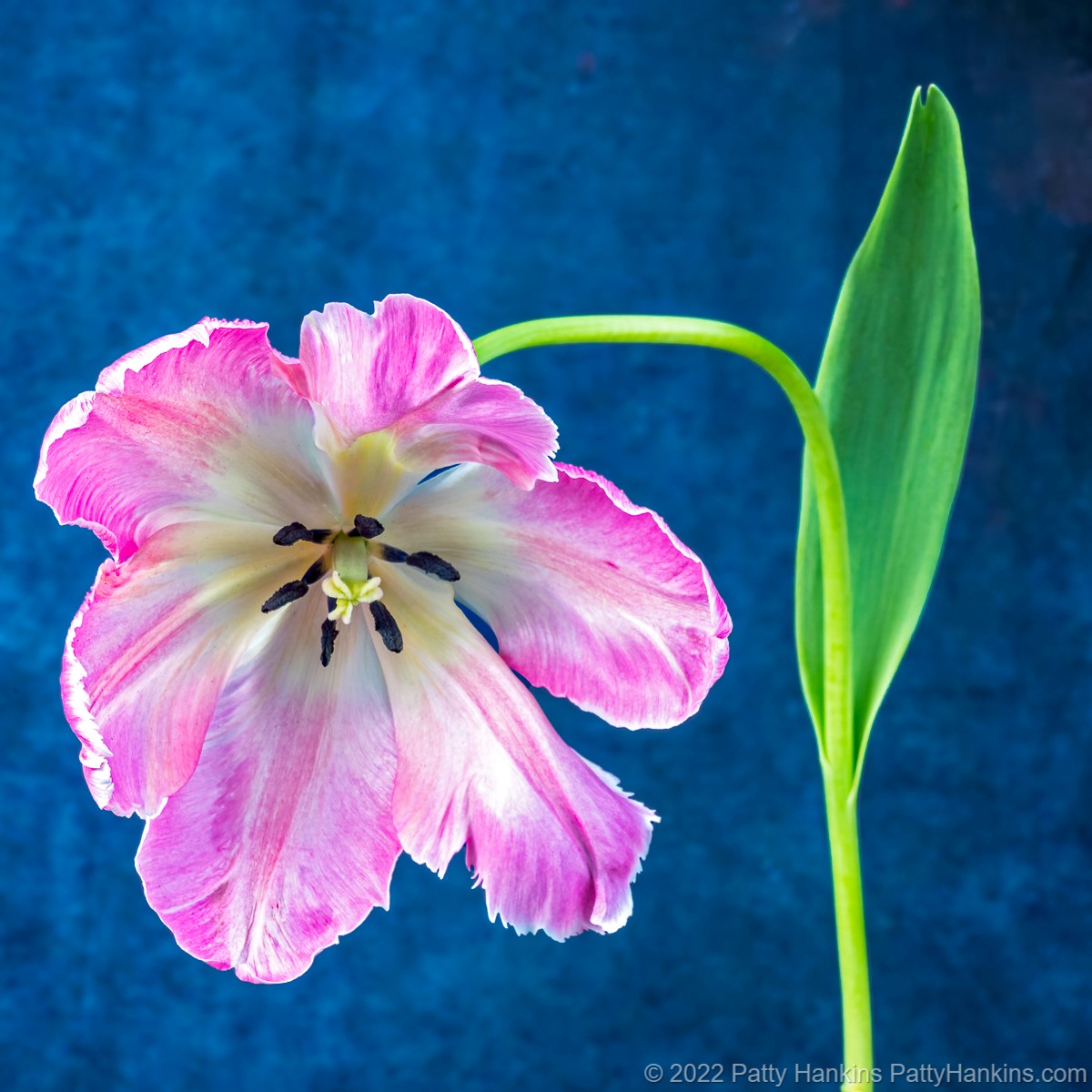 Pink & White Tulip © 2022 Patty Hankins