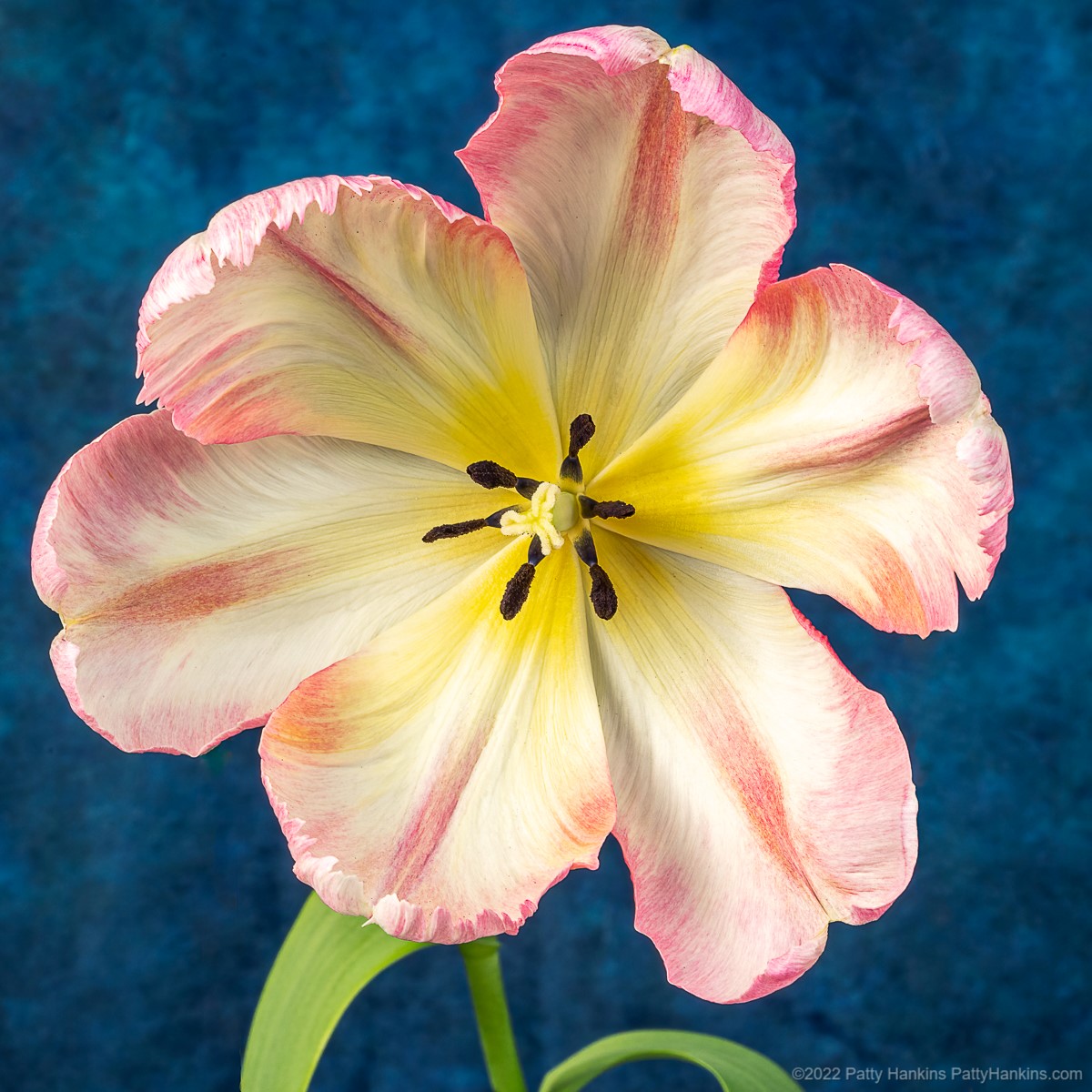 Pink & White Tulip © 2022 Patty Hankins