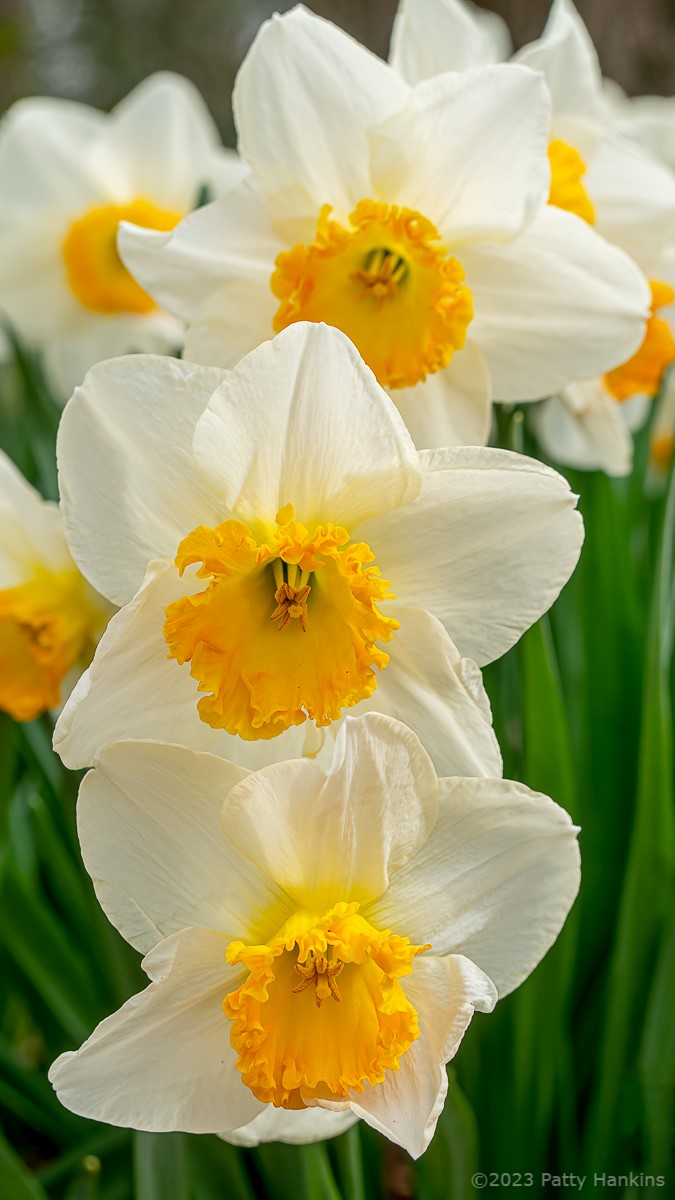 Daffodils © 2023 Patty Hankins