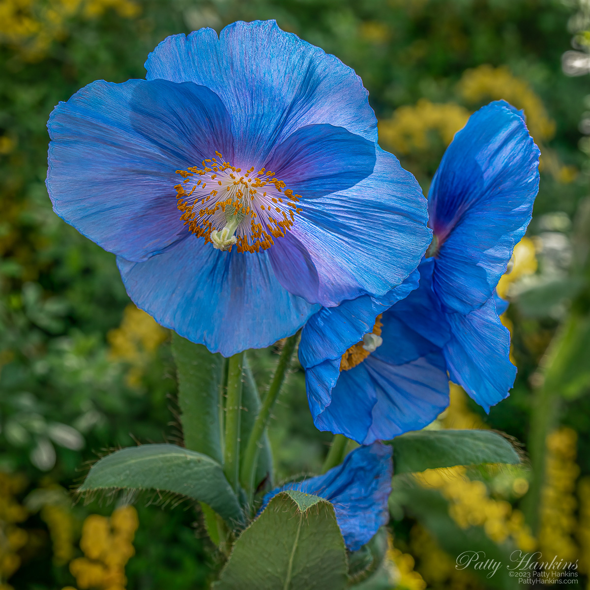 Blue Poppies © 2023 Patty Hankins