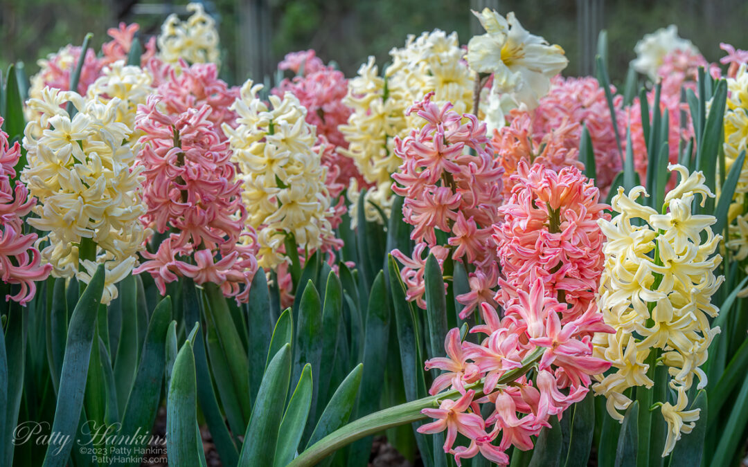 Pink and pale yellow hyacinths with a few aging daffodils