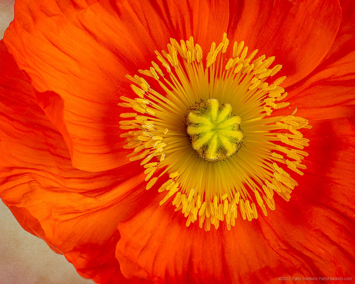 Orange Poppy © 2022 Patty Hankins