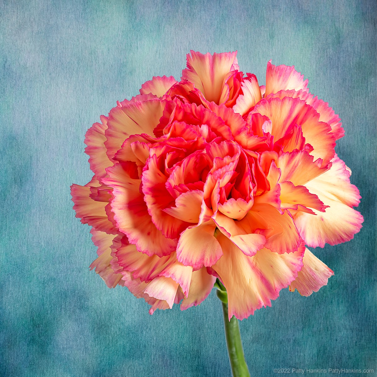 Carnation © 2022 Patty Hankins