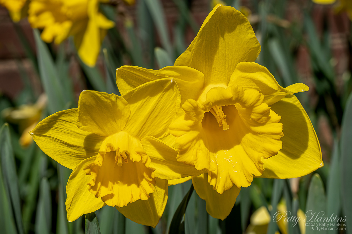 Pair of Yellow Daffodils