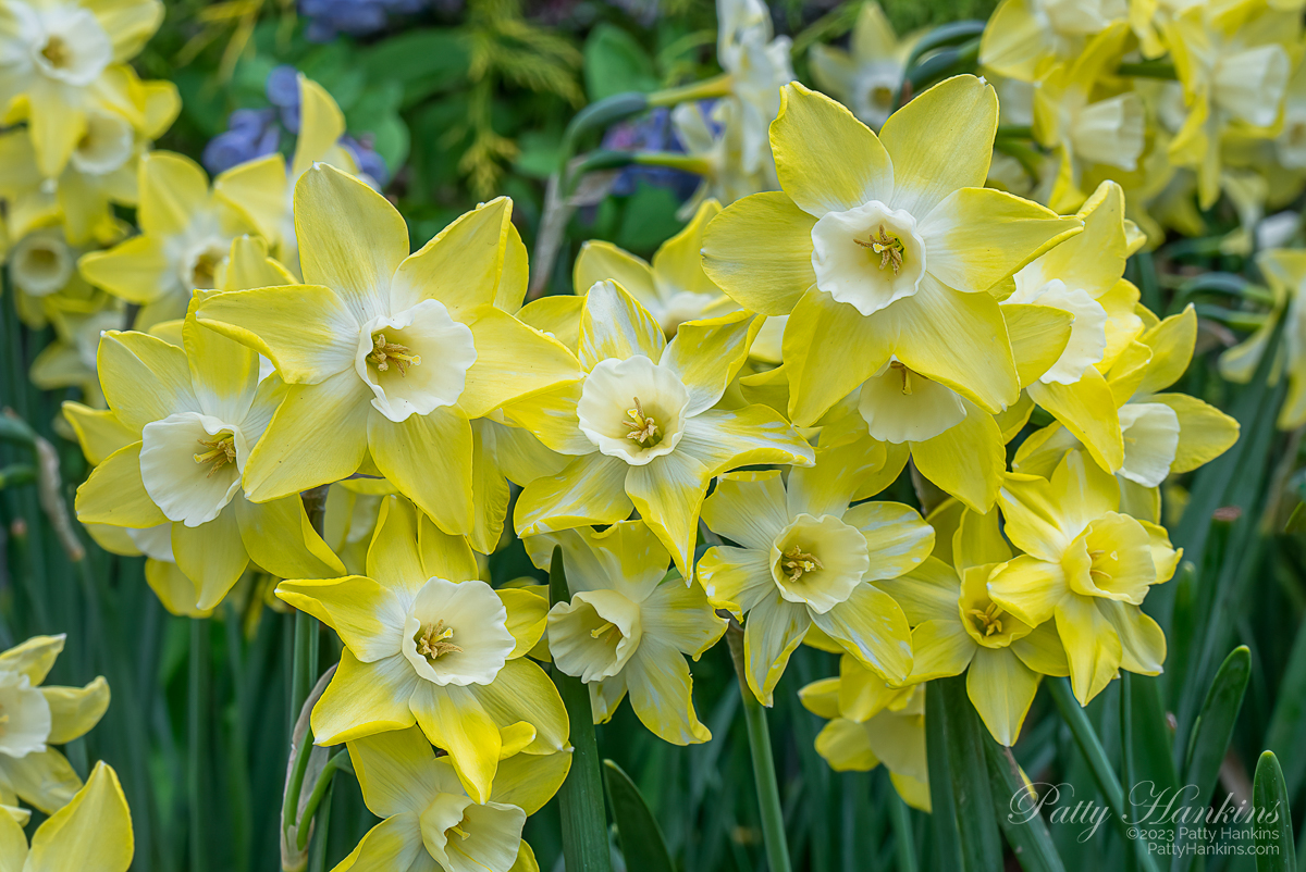 Daffodils © 2023 Patty Hankins 