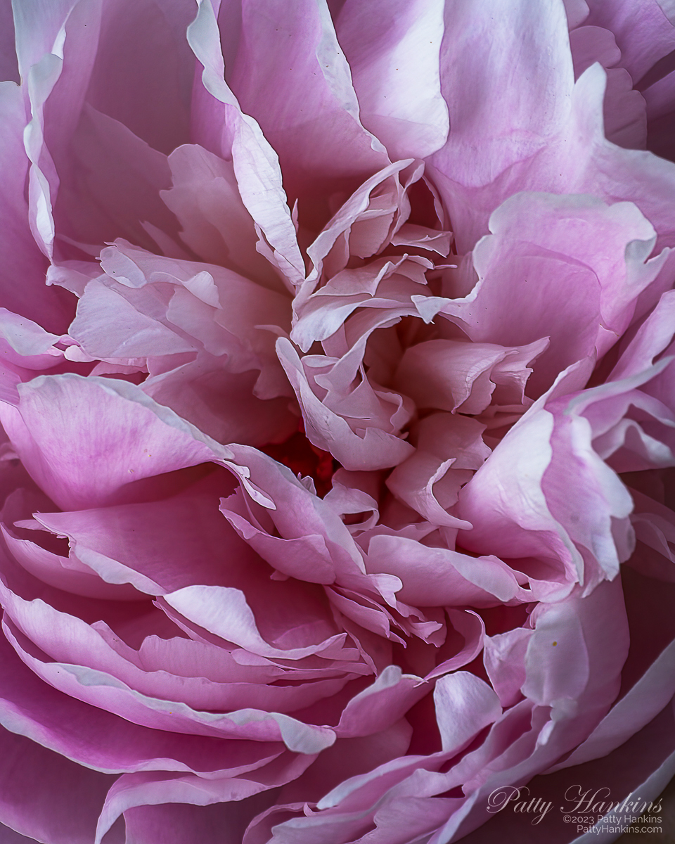 Center of a pink peony