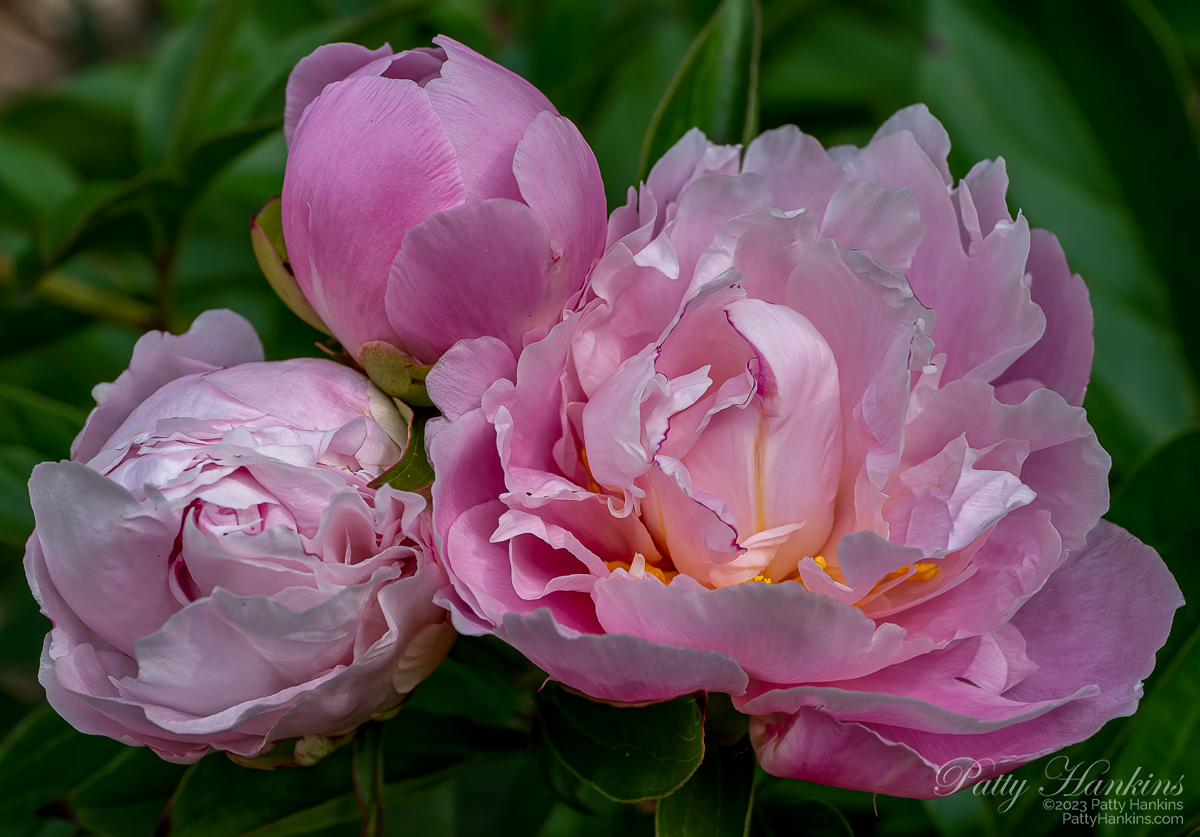 Trio of pink peonies in different stages of blooming