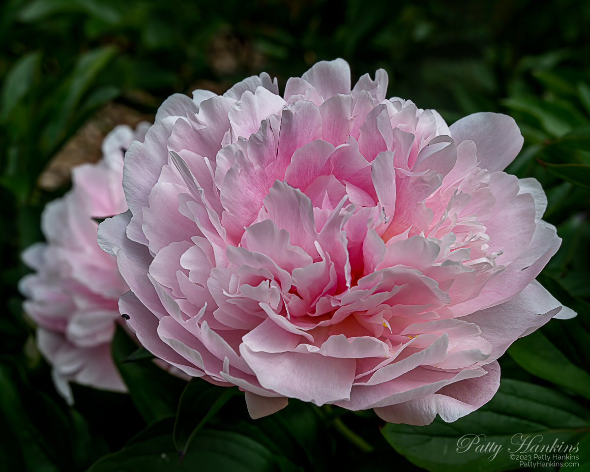 Pink Peony in full bloom 